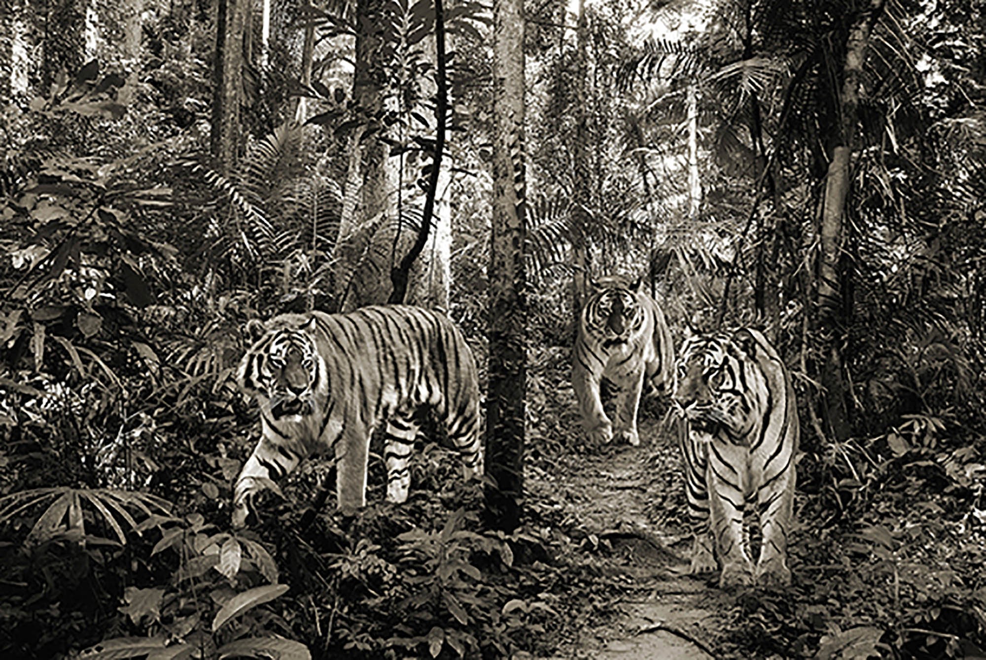 Tigres de Bengala (BW)