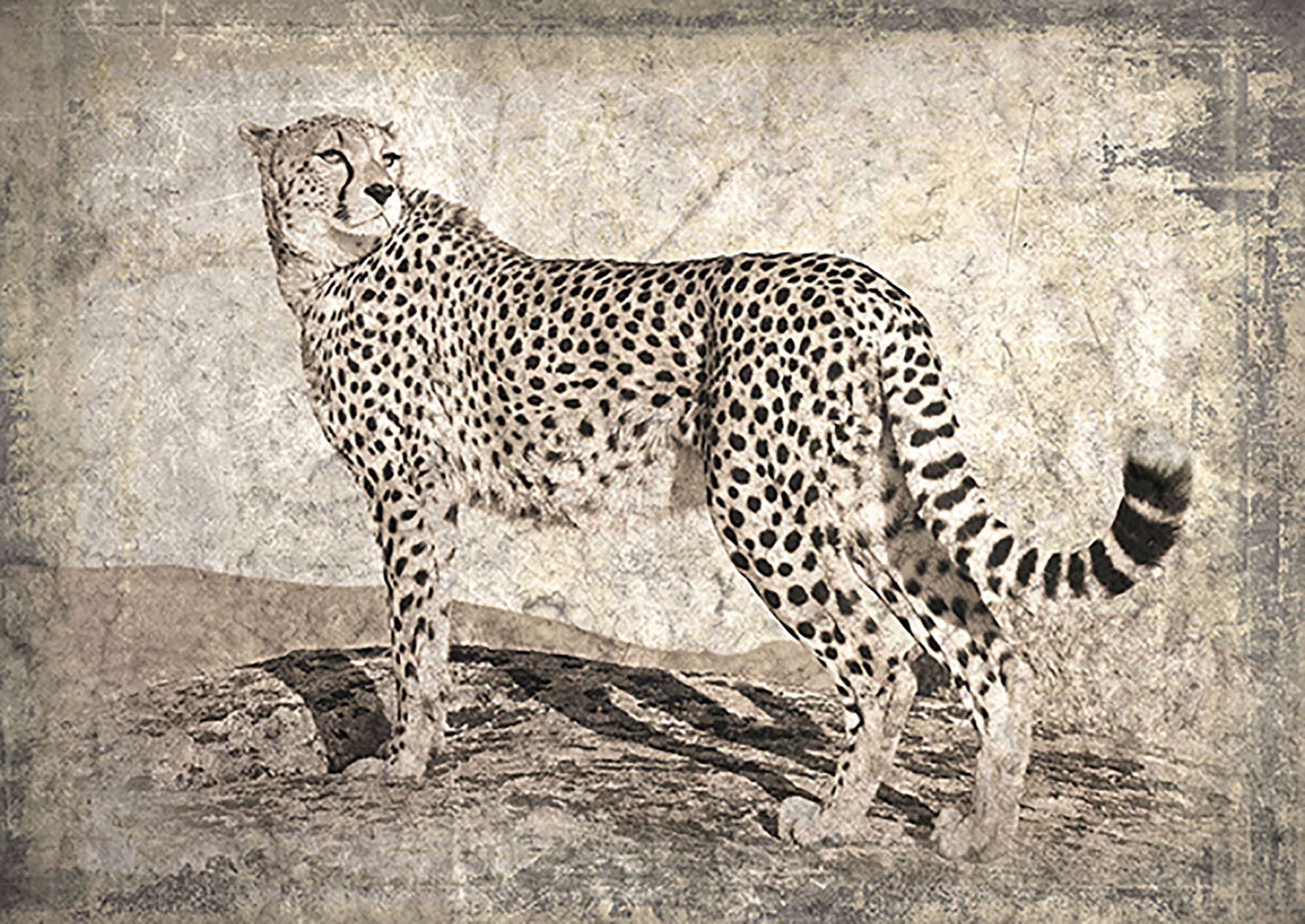 Memorias de África II