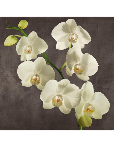Orquídeas sobre fondo gris I