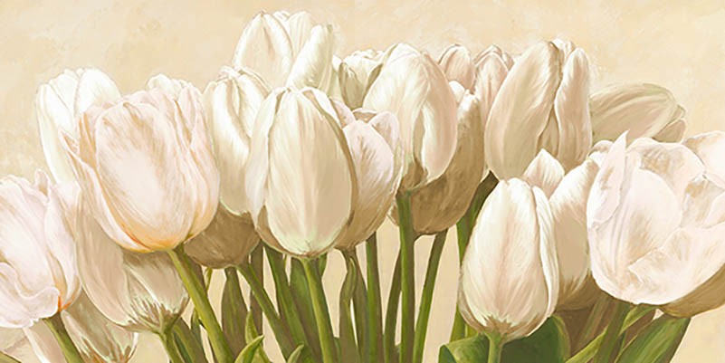 Tulipanes color blanco roto