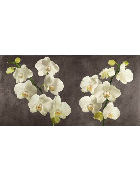 Orquídeas sobre fondo gris