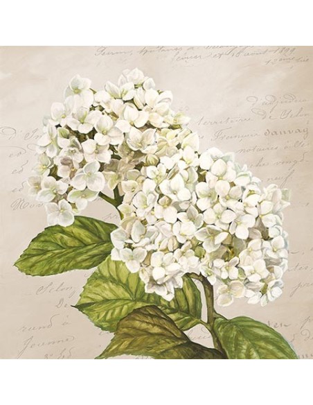 Hortensias III (Neutral)