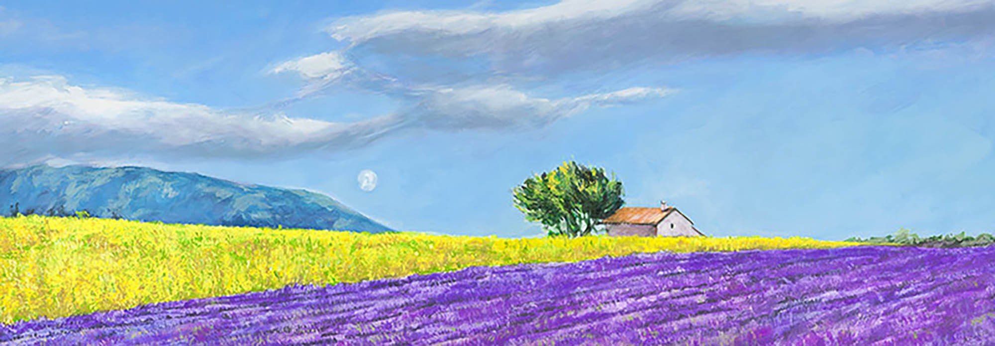 campos de lavanda