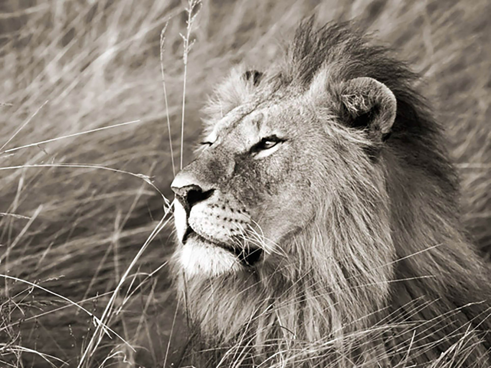León africano, Masai Mara, Kenia