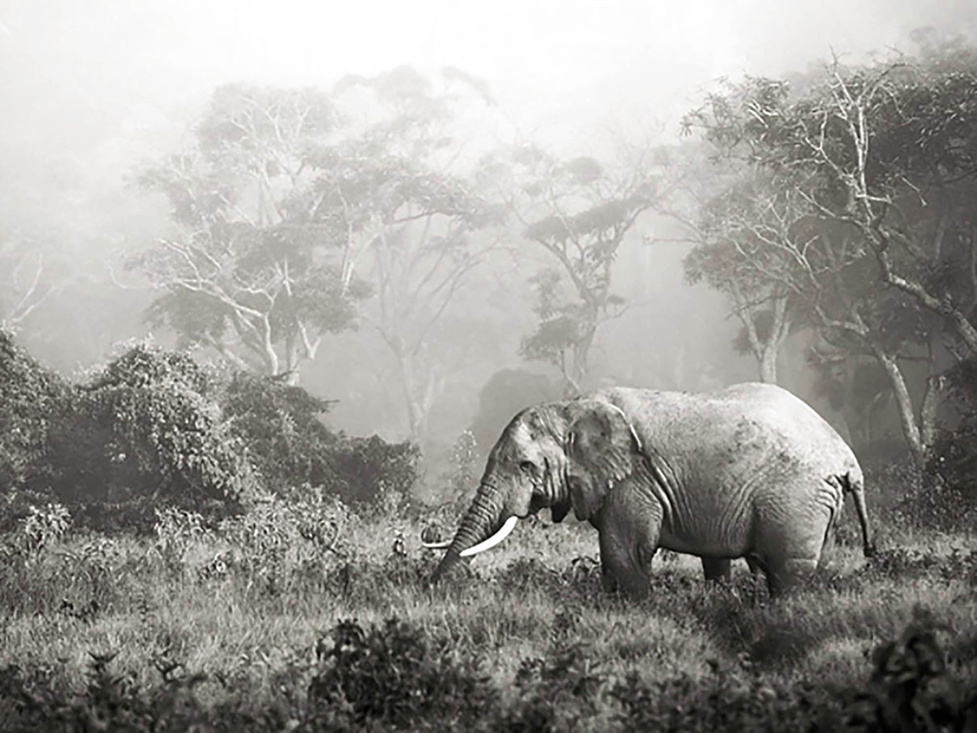 Elefante africano, cráter del Ngorongoro, Tanzania