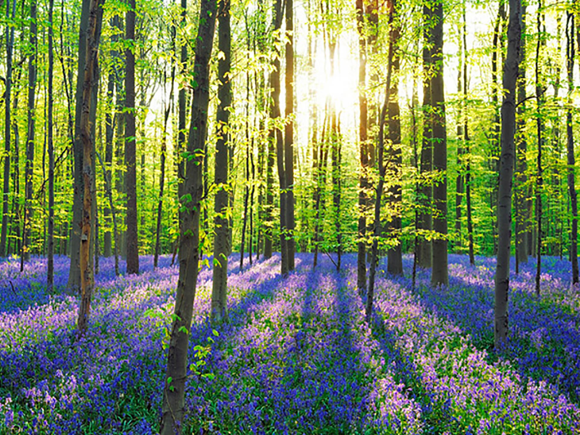 Bosque de hayas con campanillas azules, Bélgica