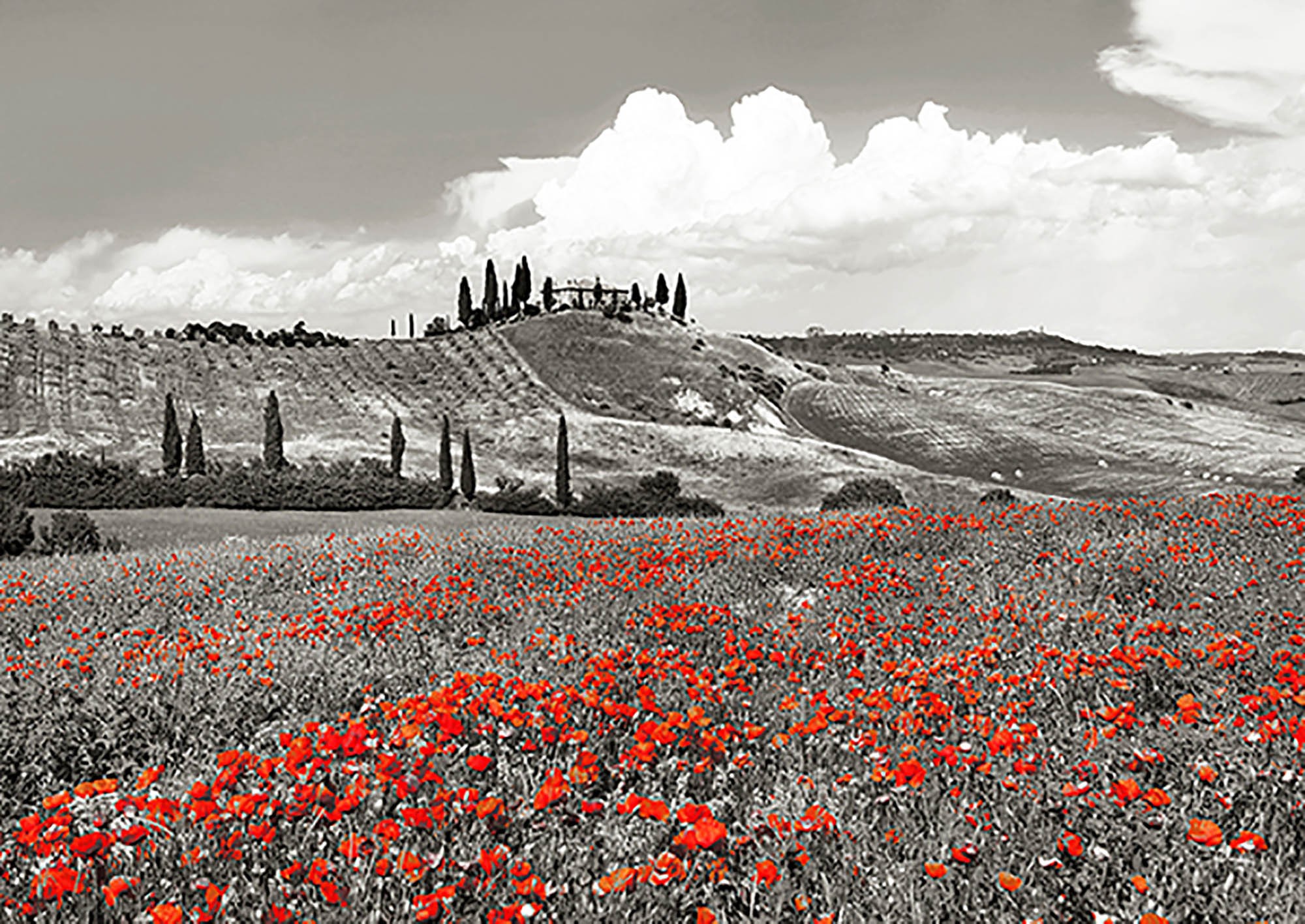 Casa rural con cipreses y amapolas, Val d'Orcia, Toscana (BW)