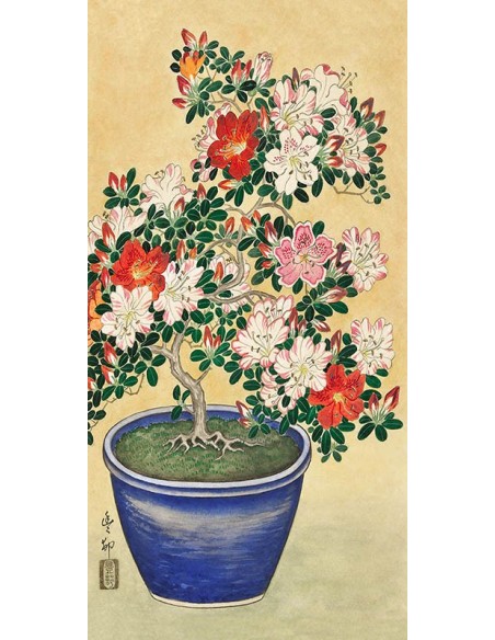 Azalea floreciente en una maceta azul