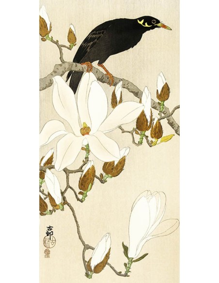 Myna en la rama de magnolia