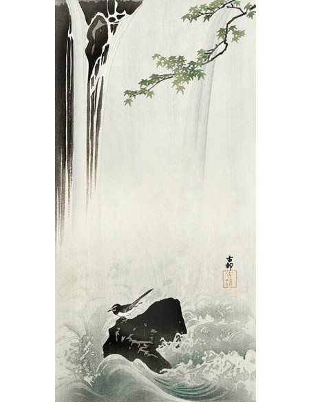 Lavandera japonesa en la cascada