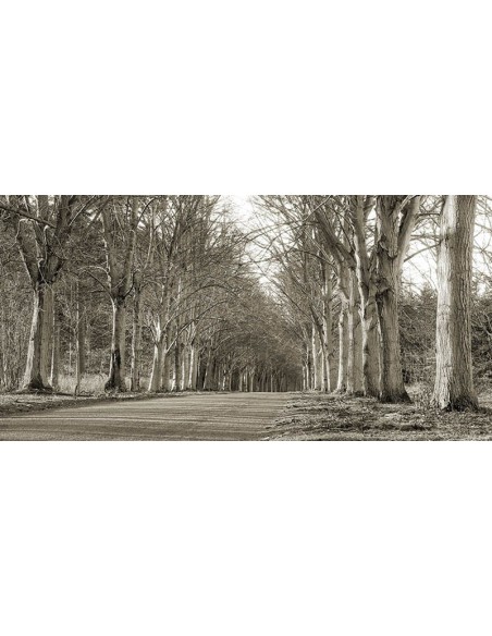 Carretera arbolada, Norfolk, Reino Unido