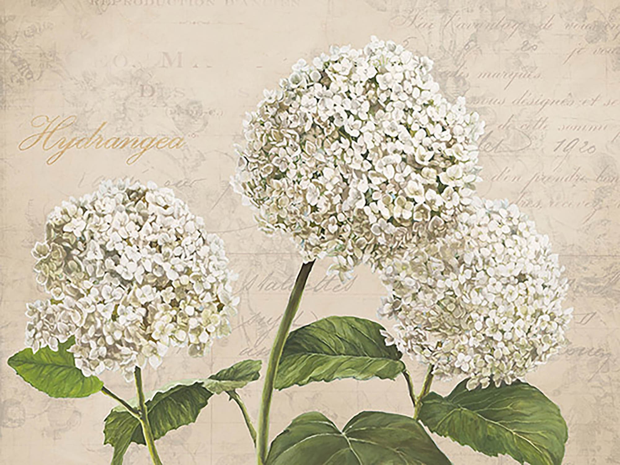 Hortensias I (Neutral)