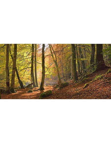 Bosques de hayas otoñales, Birks o'Aberfeldy