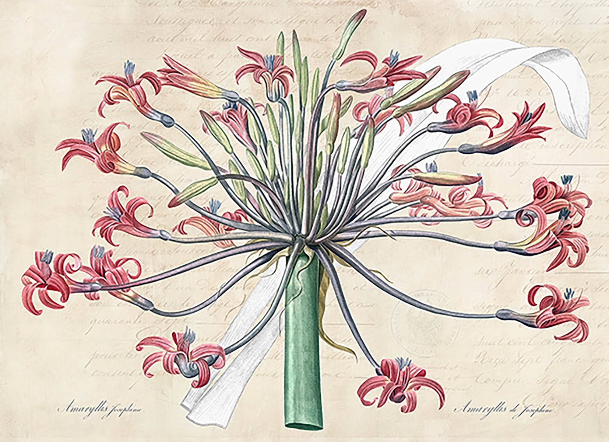 El lirio de Josefina, según Redouté