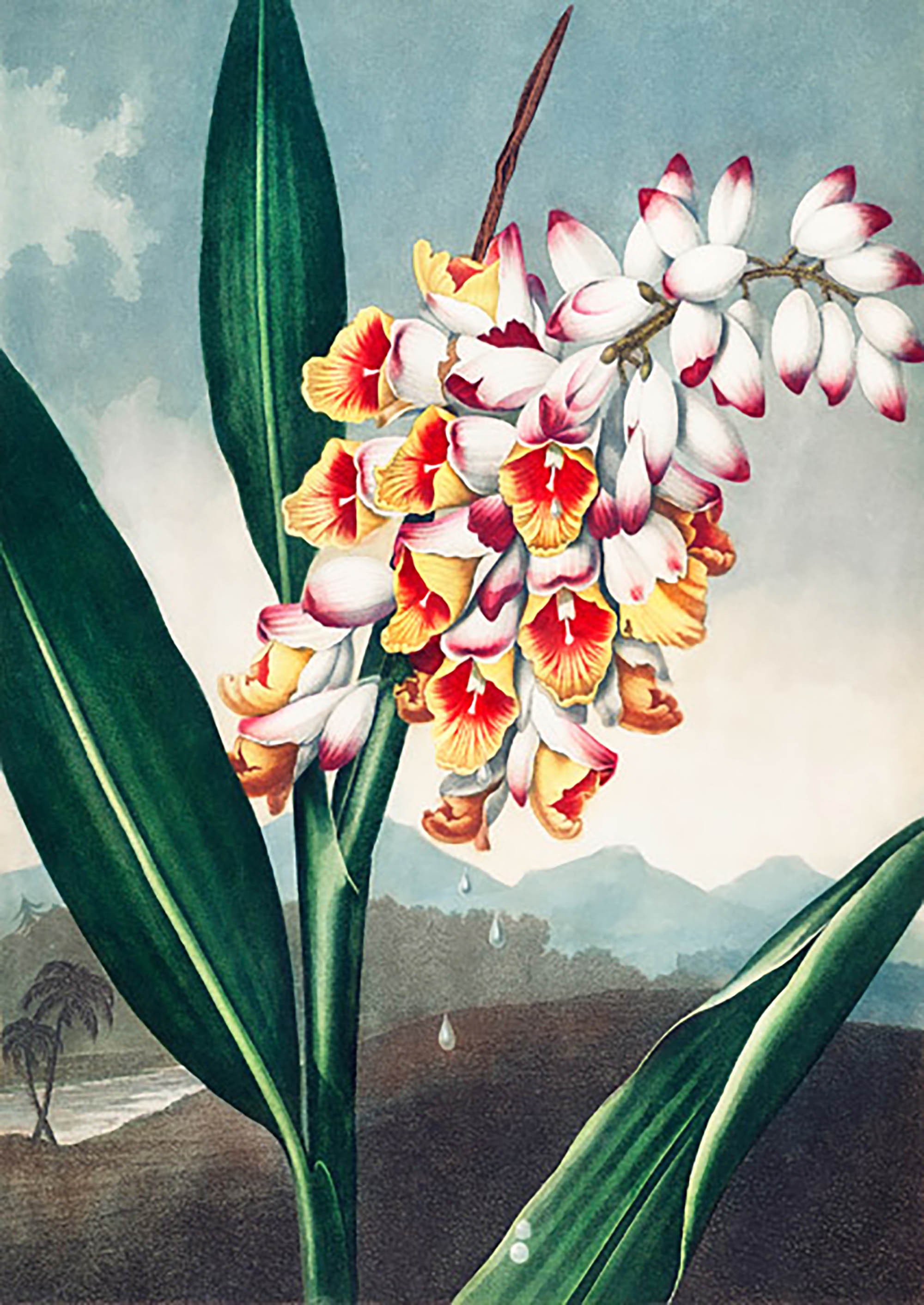 La Renalmia Cabeceante de El Templo de Flora