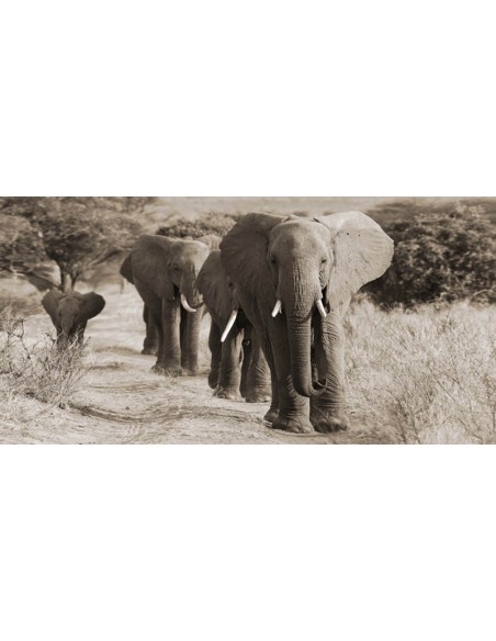 Manada de elefantes africanos, Kenia