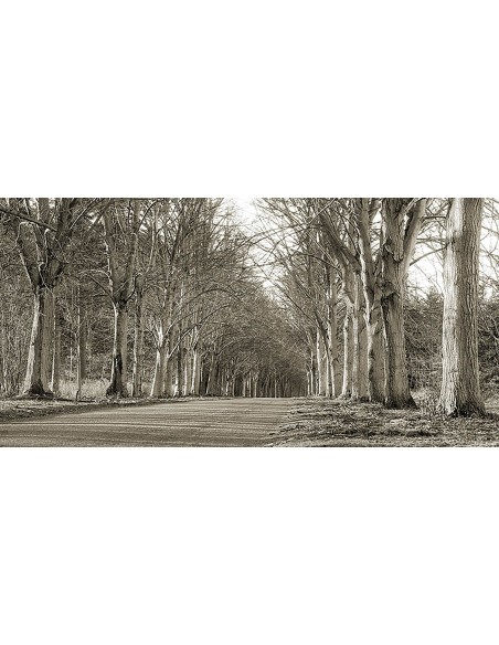 Carretera arbolada, Norfolk, Reino Unido