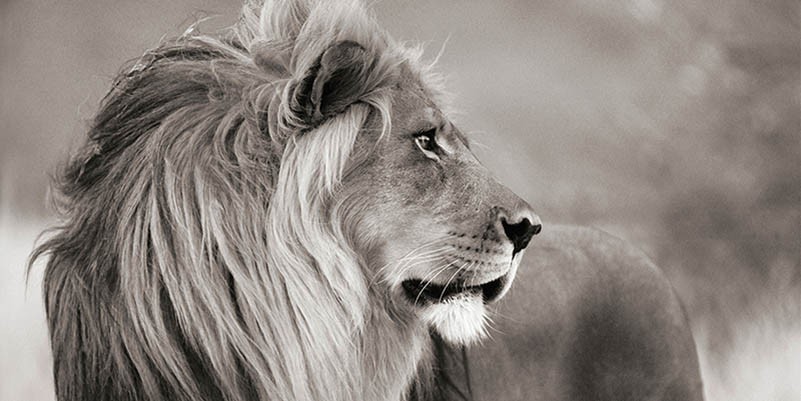 León macho, Namibia (detalle, blanco y negro)