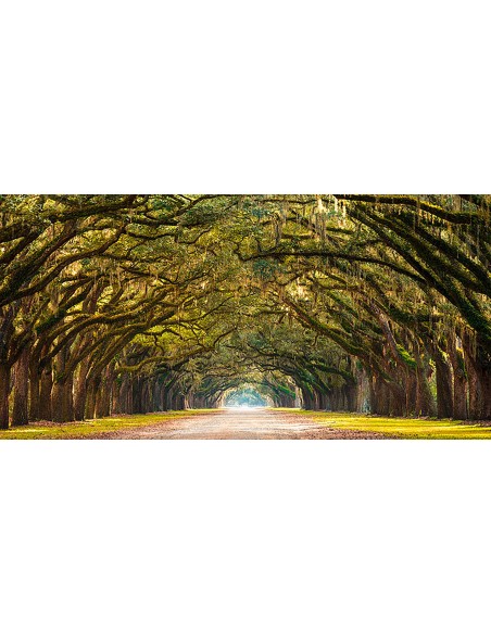 Camino bordeado de robles