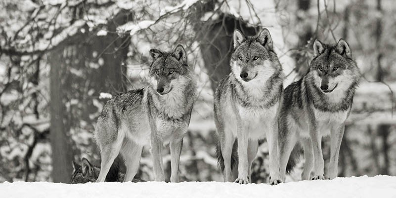 Lobos en la nieve, Alemania (detalle, blanco y negro)