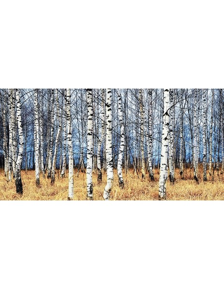 Bosque de abedules en otoño