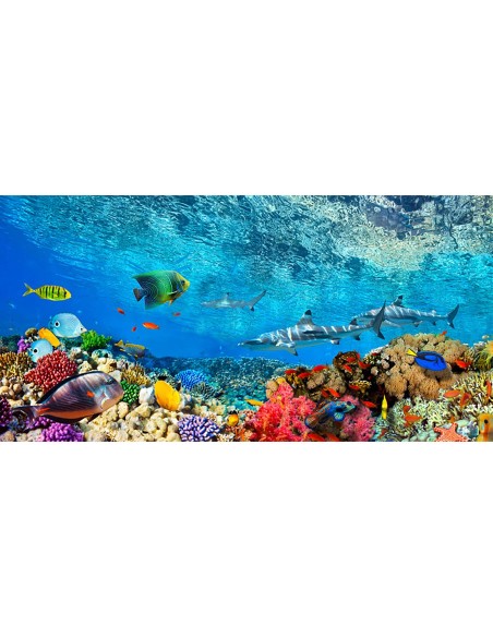 Tiburones de arrecife y peces, Mar Índico