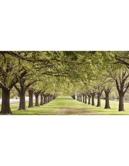 Hileras de árboles que bordean el césped (detalle)