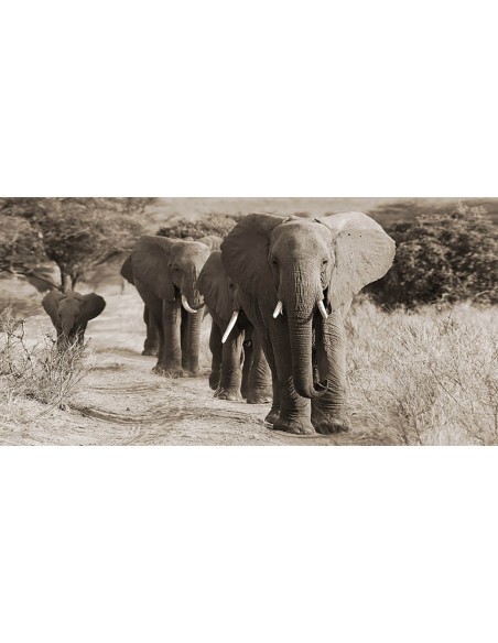 Manada de elefantes africanos, Kenia