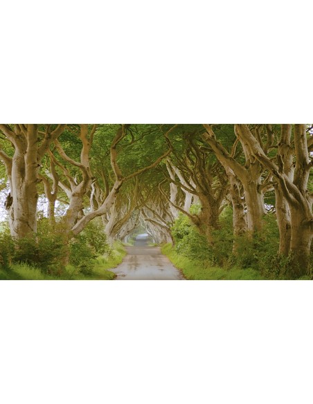 The Dark Hedges, Irlanda