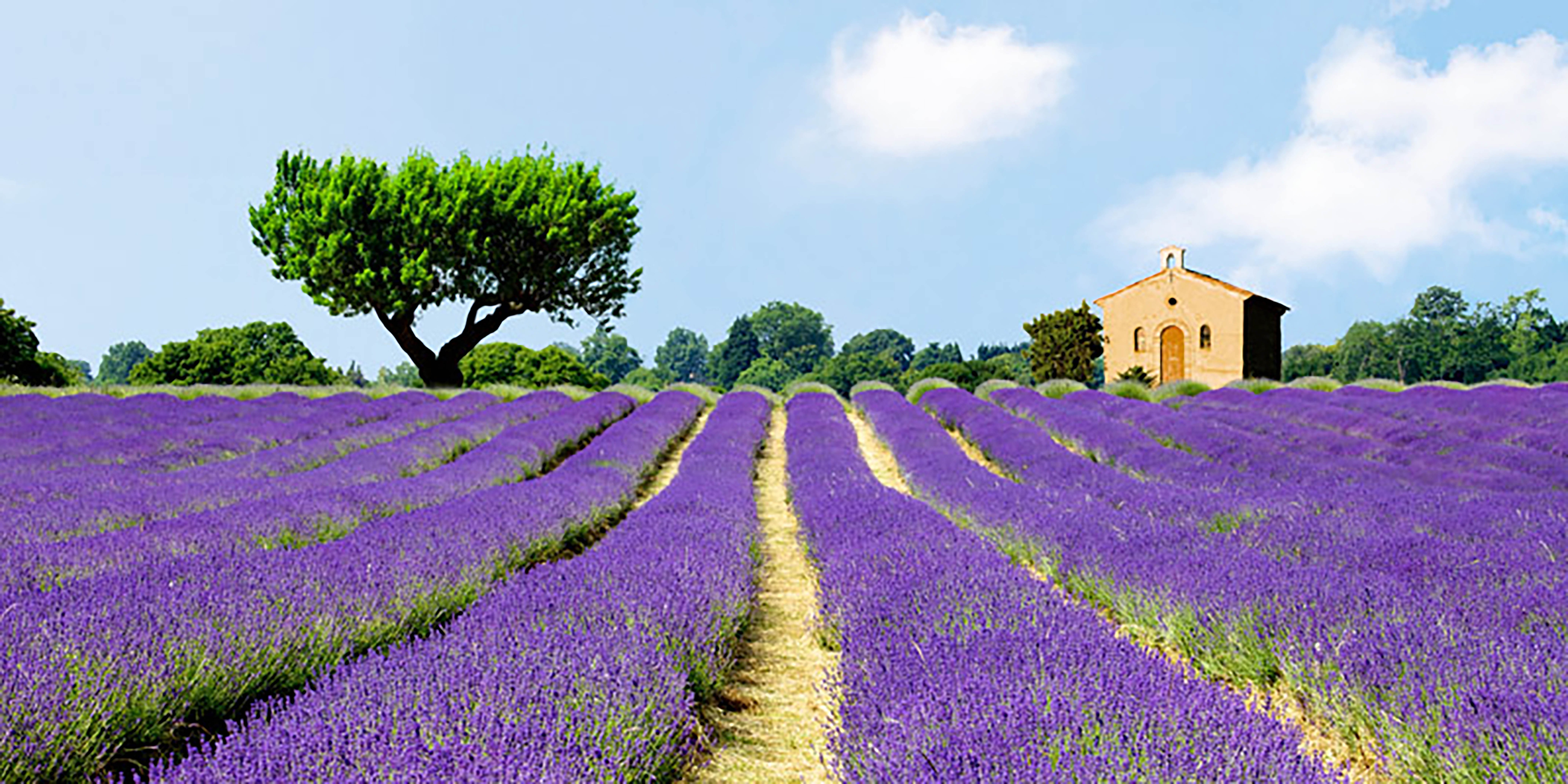 Campos de lavanda, Francia