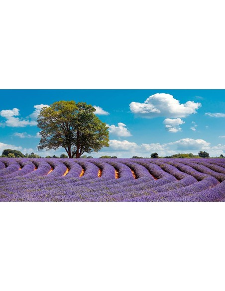 Campo de lavanda en Provenza, Francia