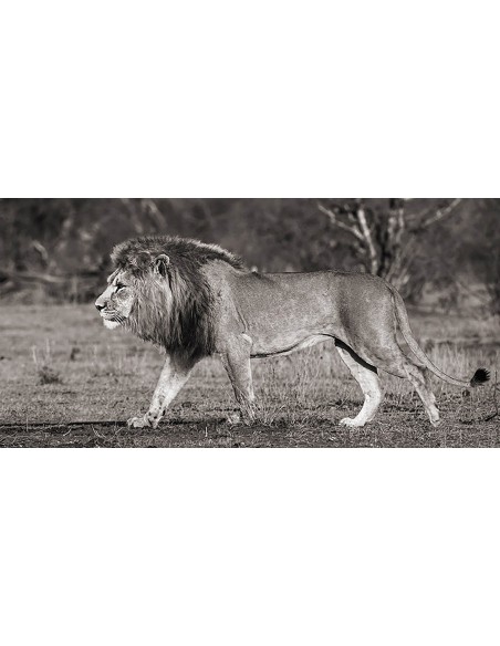 León caminando por la sabana africana
