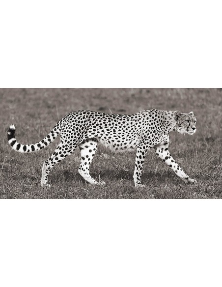 Caza de guepardos en Masai Mara