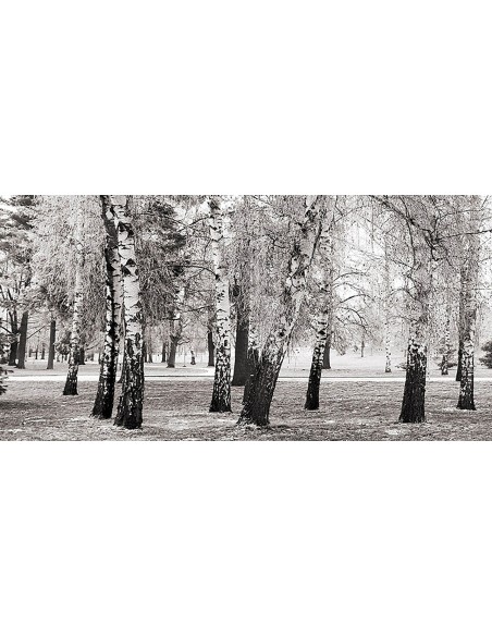 Abedules en un parque