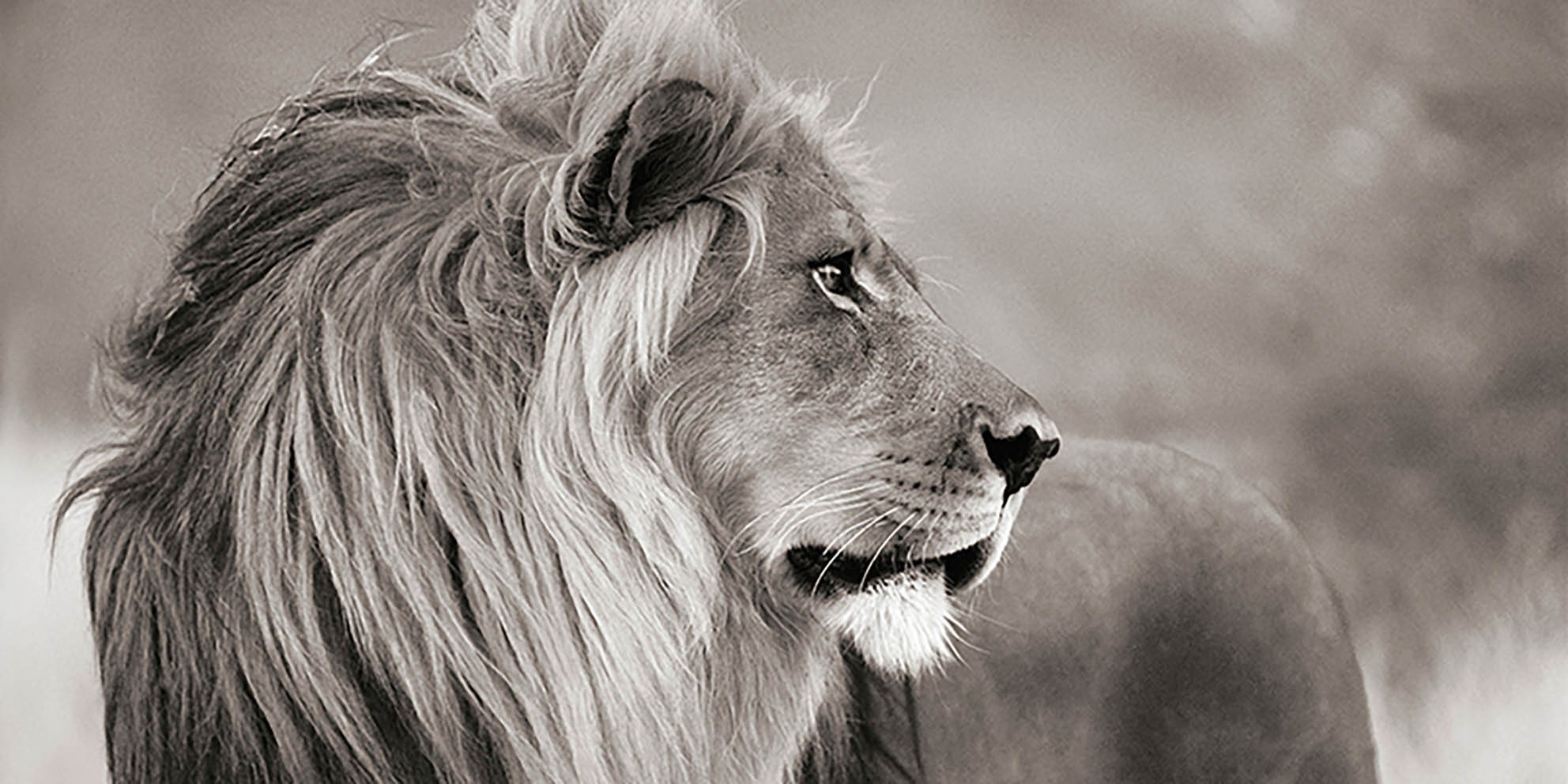 León macho, Namibia (detalle, blanco y negro)