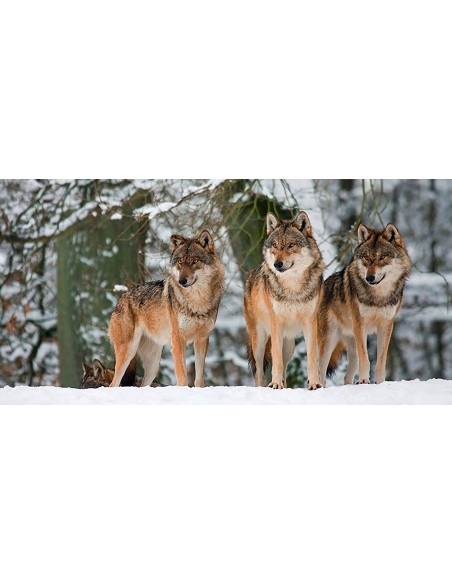 Lobos en la nieve, Alemania (detalle)