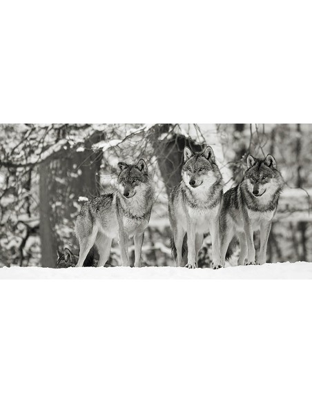 Lobos en la nieve, Alemania (detalle, blanco y negro)