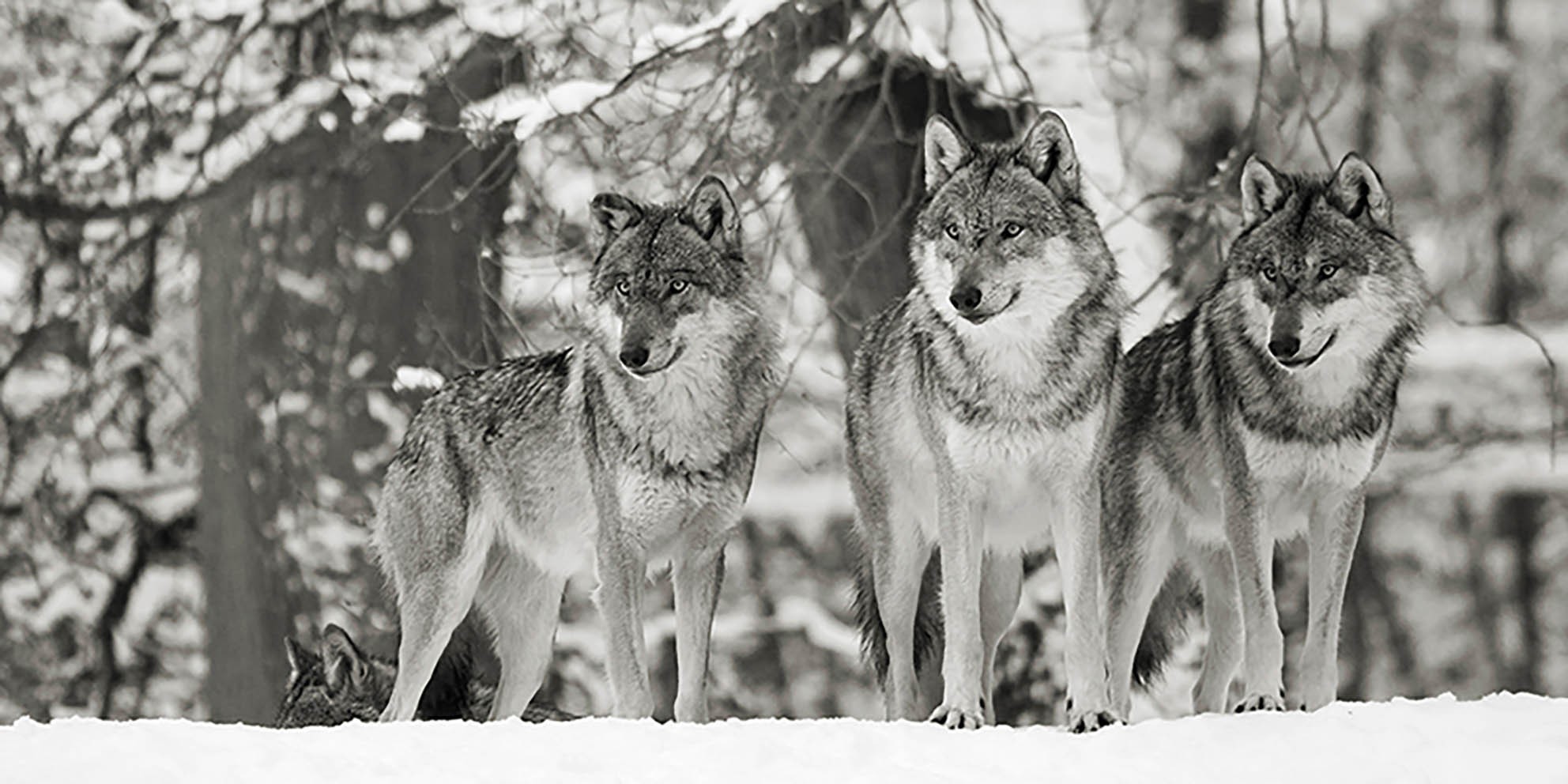 Lobos en la nieve, Alemania (detalle, blanco y negro)