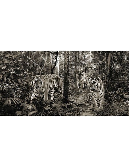 Tigres de Bengala (detalle, blanco y negro)
