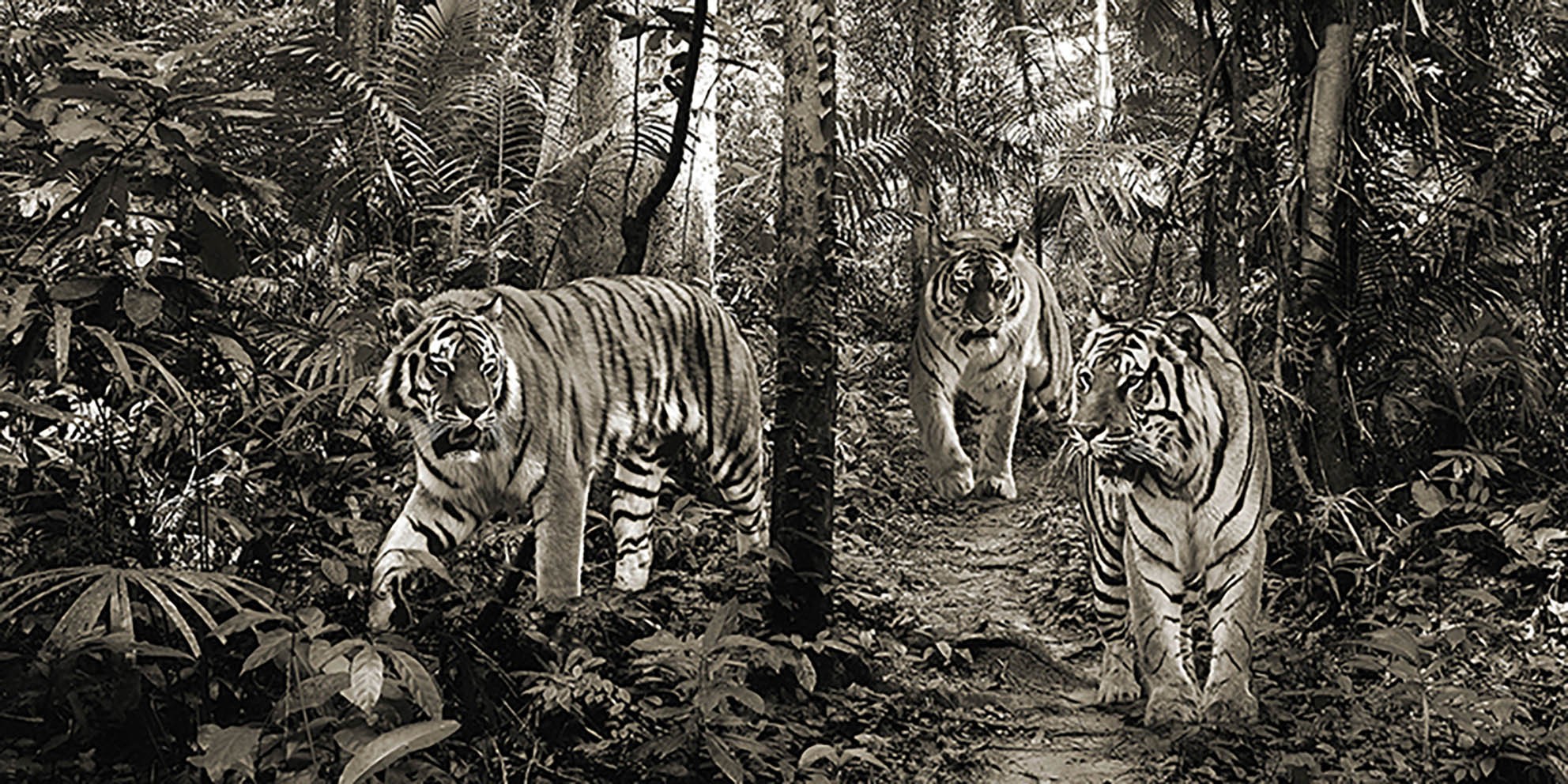 Tigres de Bengala (detalle, blanco y negro)