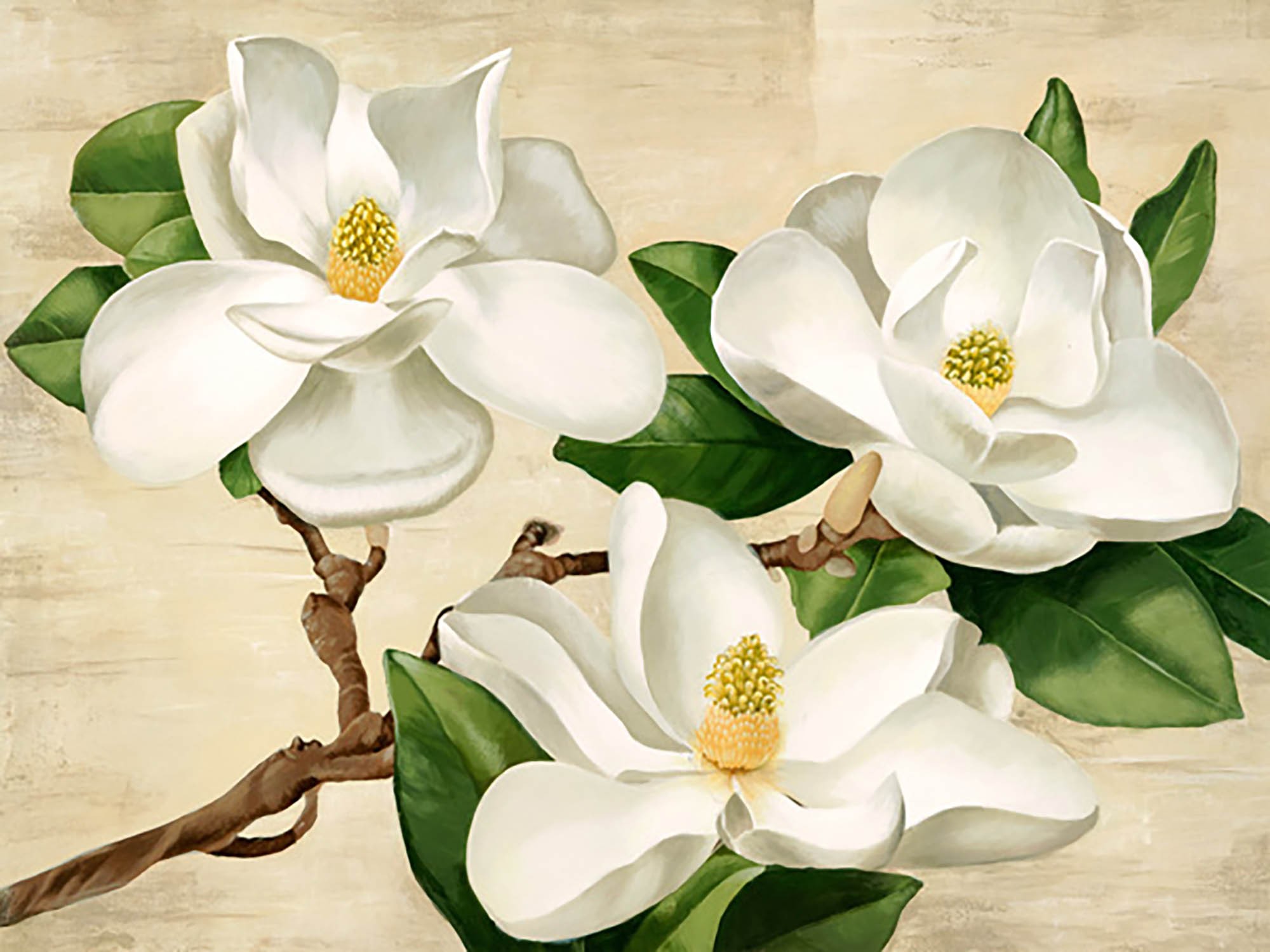 Magnolias blancas