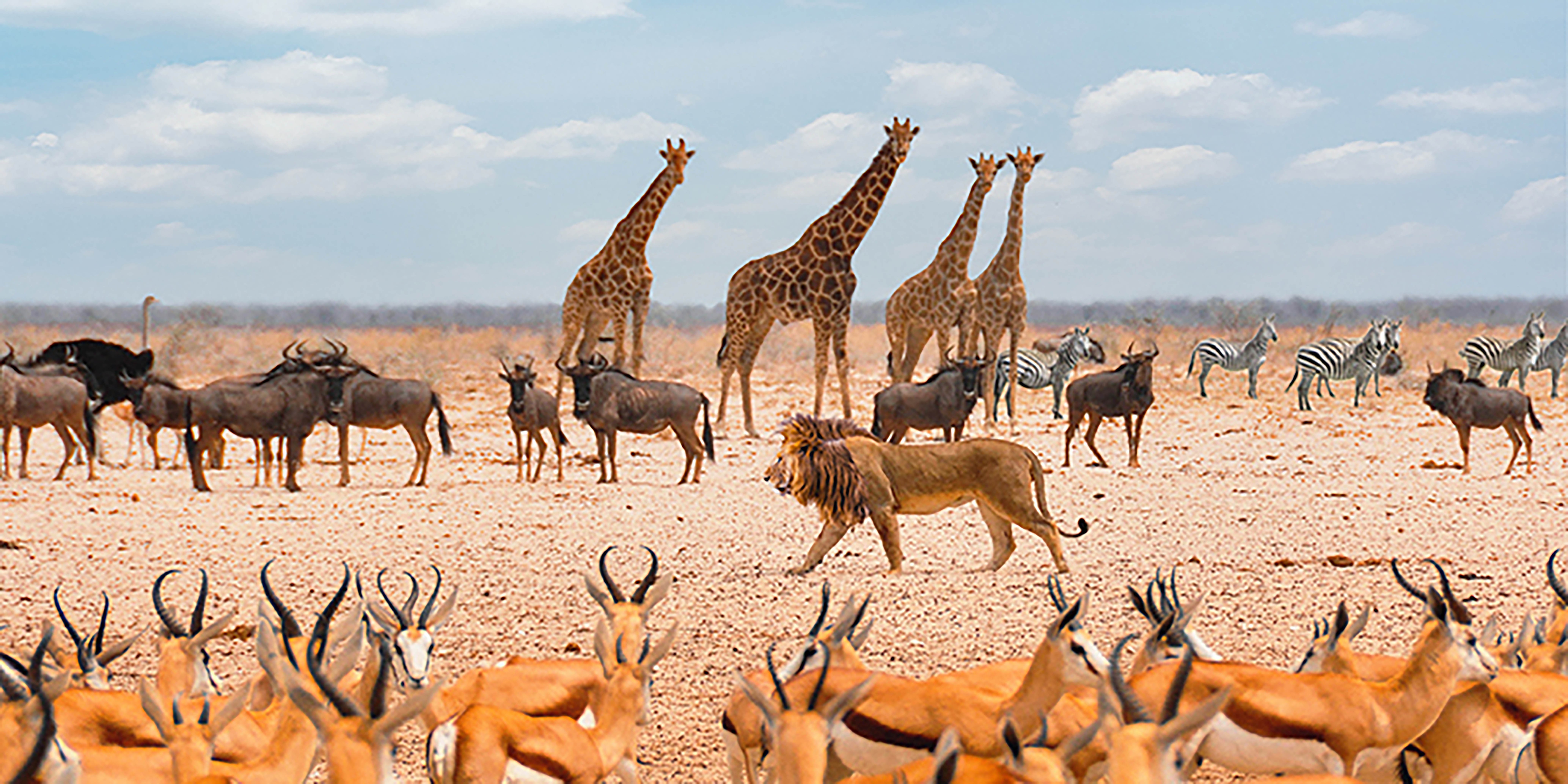 Soberano pasando por (Masai Mara)
