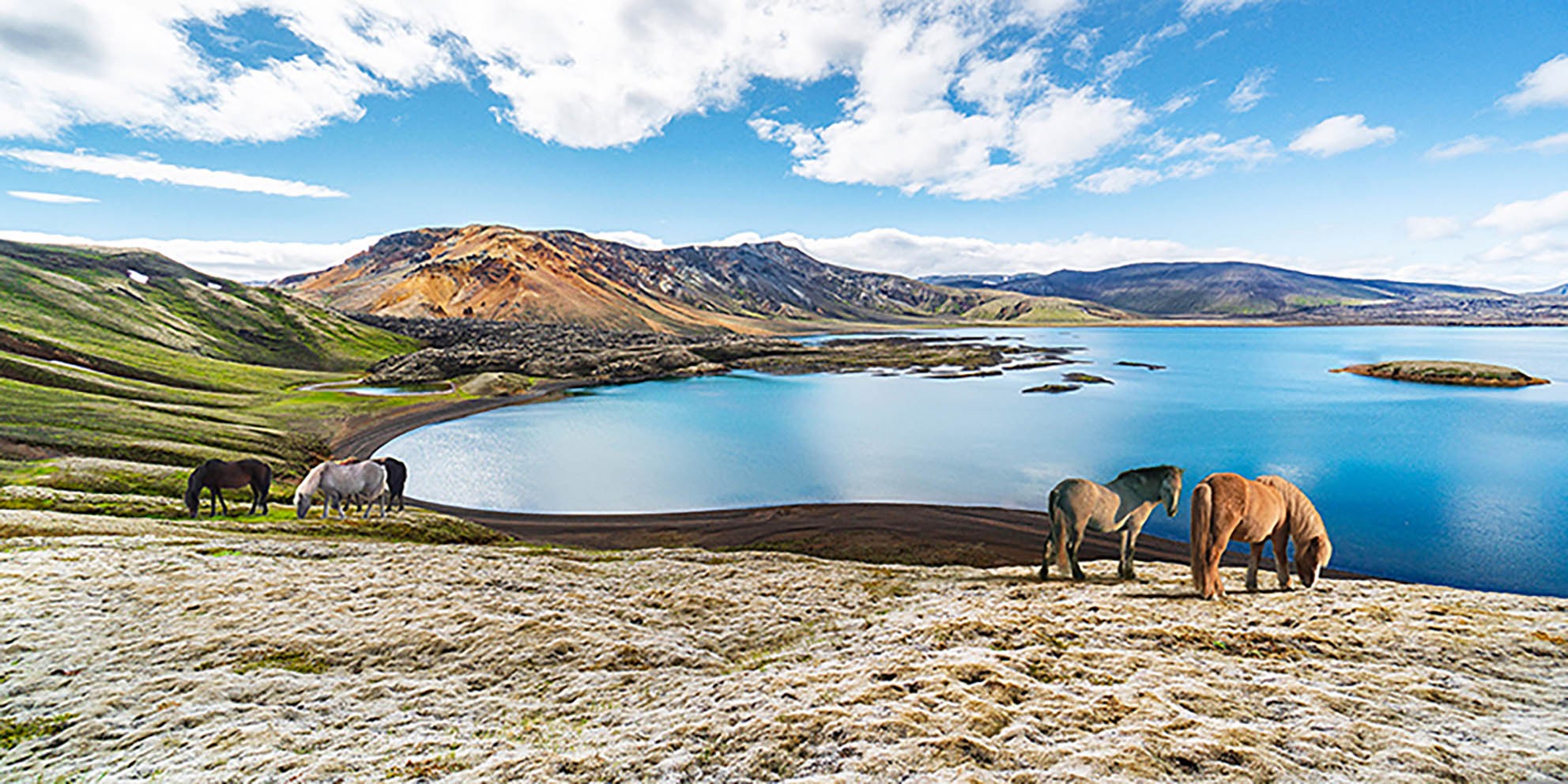 Caballos salvajes junto a un lago, Islandia