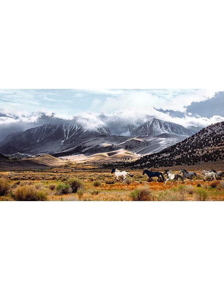 Caballos salvajes, Reserva Natural del Lago Mono, California