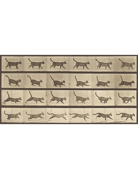 Locomoción animal: un gato