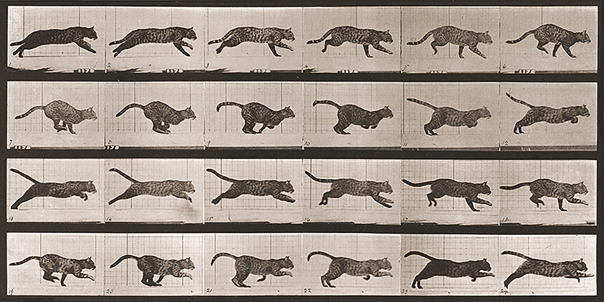 Gato galopando, 1887