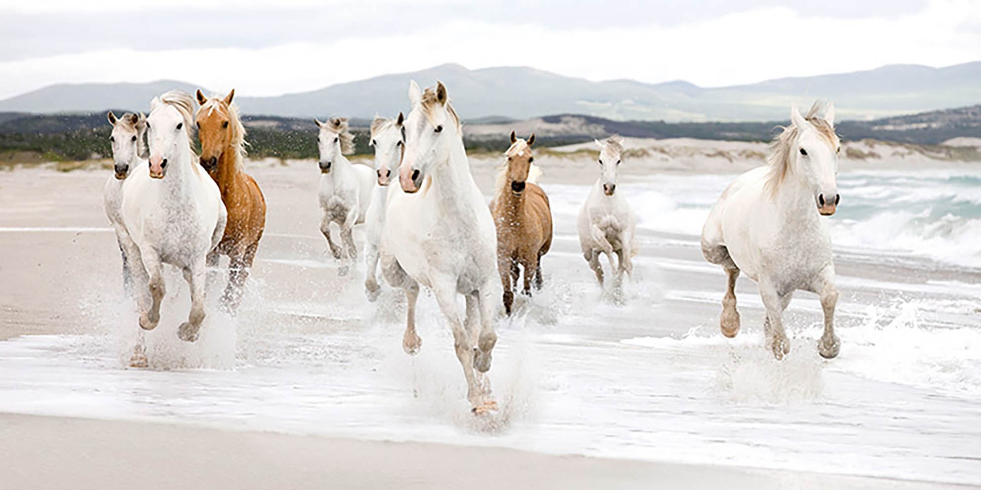Caballos en la playa (detalle)