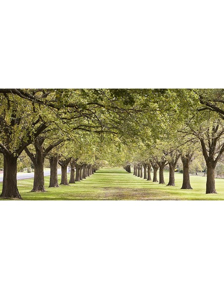 Hileras de árboles que bordean el césped (detalle)