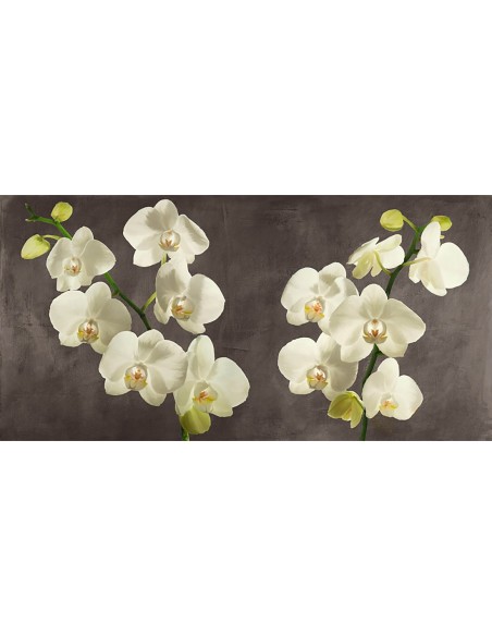 Orquídeas sobre fondo gris