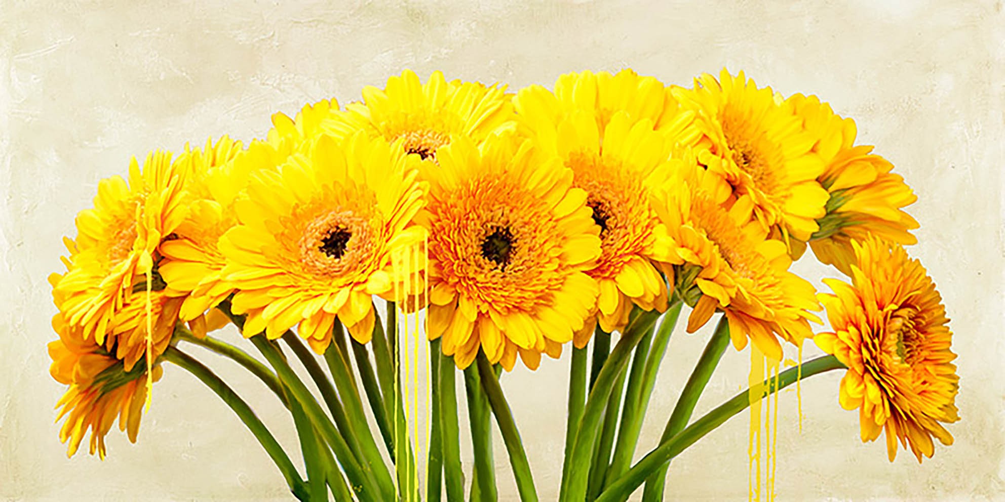 Abstracción de gerberas